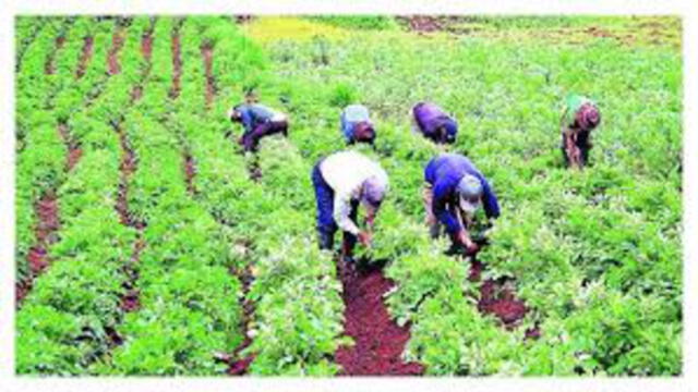 Sequía amenaza al 50% de cultivos en Piura