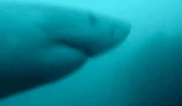 El buzo se defendió con una pica para espantar al enorme tiburón blanco que lo acechaba. ¿Logró salir vivo? Foto: captura
