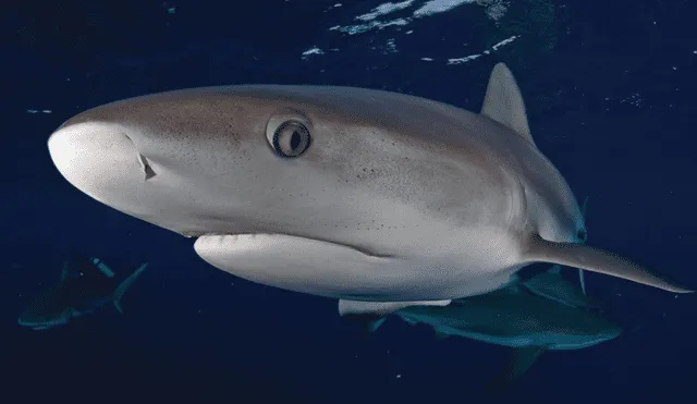 Realizan Primer Simposio Peruano de Tiburones, Rayas y Especies Afines