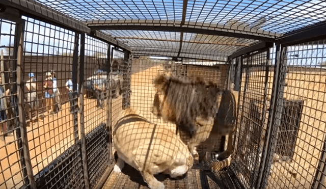 Desliza hacia la izquierda para ver el encuentro de un hombre con dos leones dentro de una jaula, escena que es viral en YouTube.