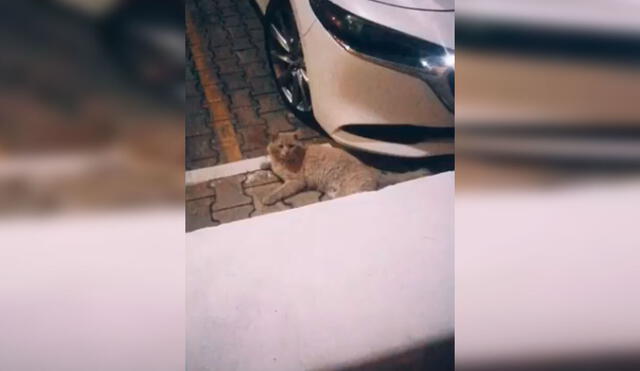 Desliza las imágenes para apreciar el tierno gesto de una familia al adoptar a un gato callejero que visitaba su casa. Foto: Captura de Facebook