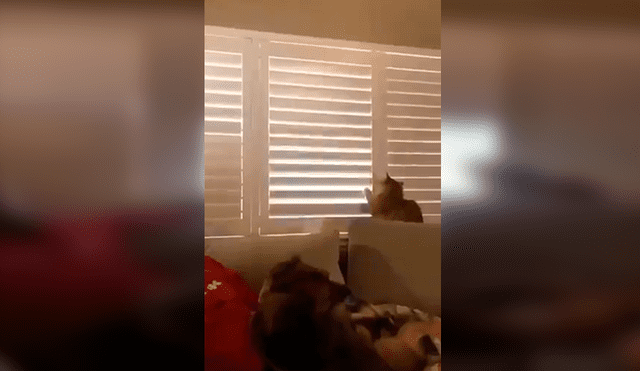 En Facebook, un gato no soportó que su dueño le cierre la ventana y tuvo una inesperada reacción.