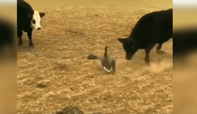 YouTube viral: pájaro se enfrenta a enorme toro por el territorio y el desenlace es increíble [VIDEO] 