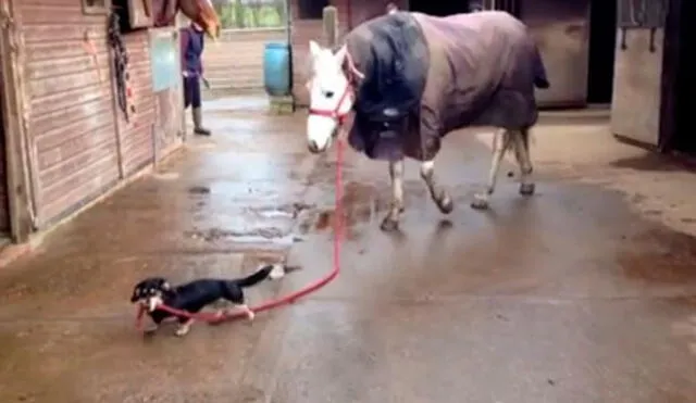 Facebook: perro salchicha saca a ‘pasear’ a un caballo y enternece las redes