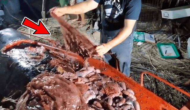 YouTube viral: la triste sorpresa al abrir una ballena muerta causa gran indignación [VIDEO]