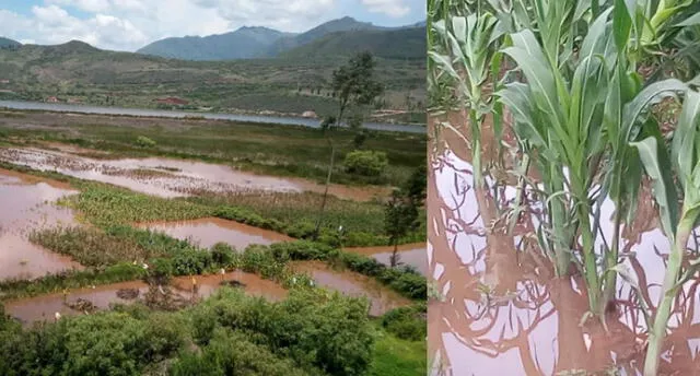 Cerca de 20 hectáreas de cultivo están inundadas.
