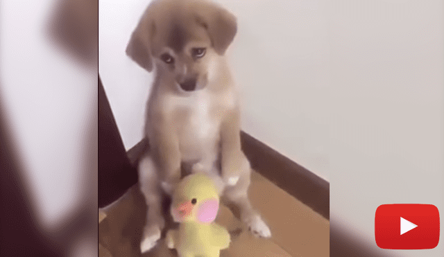 YouTube: Video muestra la tierna reacción de un perrito mientras es regañado [VIDEO]