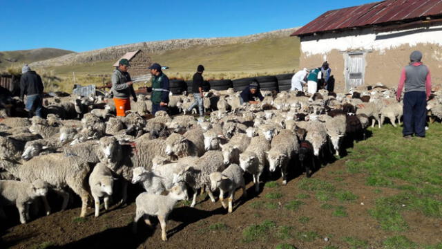 Huancavelica: entregarán más de 14 mil kits alimentarios para combatir muerte de ganados 