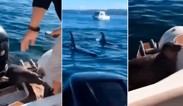 YouTube viral: lobo de mar usa ingenioso truco para salvarse de unas orcas que lo iban a devorar