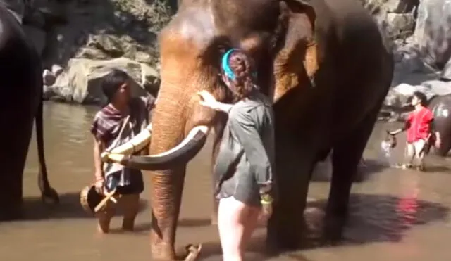 YouTube: Turista se acercó a dar cariño a elefante y ocurrió lo que menos esperaba