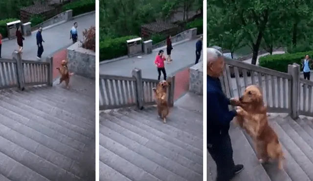 Facebook viral: perro sorprende al subir escalera en dos patas cuando su dueño lo llama [VIDEO]