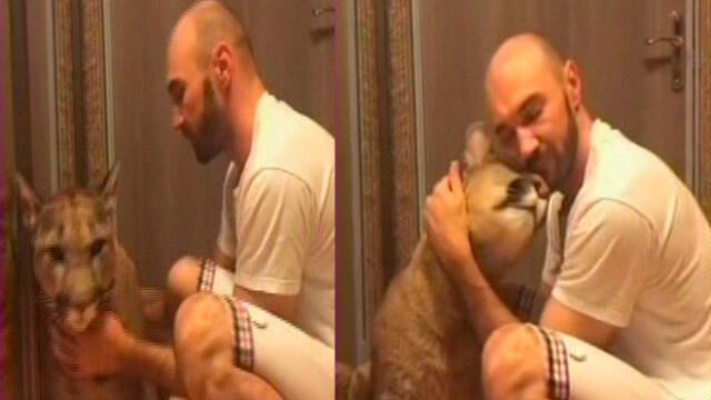 Rusia: joven pareja convive con un puma [VIDEO] 
