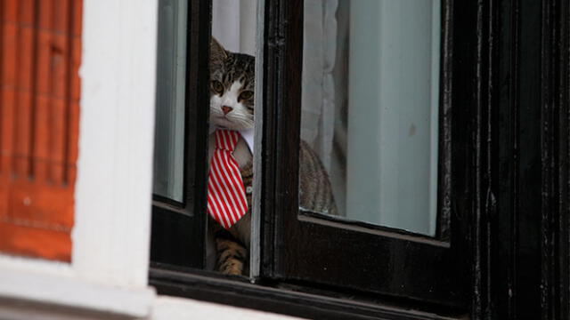 Embajador de Ecuador sugiere que Julian Assange usó a su gato como espía [FOTOS]
