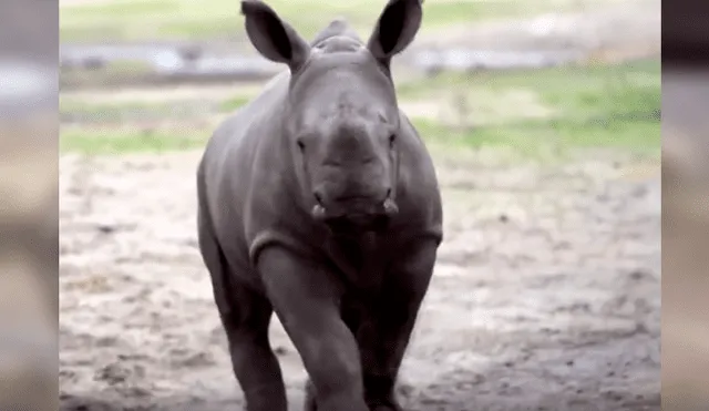 Desliza las imágenes para observar la tierna conducta de un rinoceronte cuando se encuentra por primera vez con otros animales.