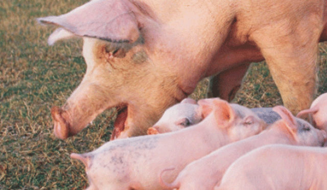 Conmoción por nacimiento de un cerdo “mutante” de ocho patas [FOTO]