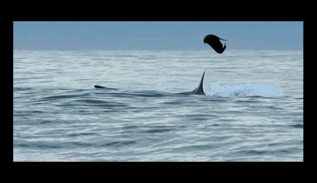 YouTube viral: lobos marinos sorprenden al atacar violentamente a gigantesco tiburón blanco [VIDEO]