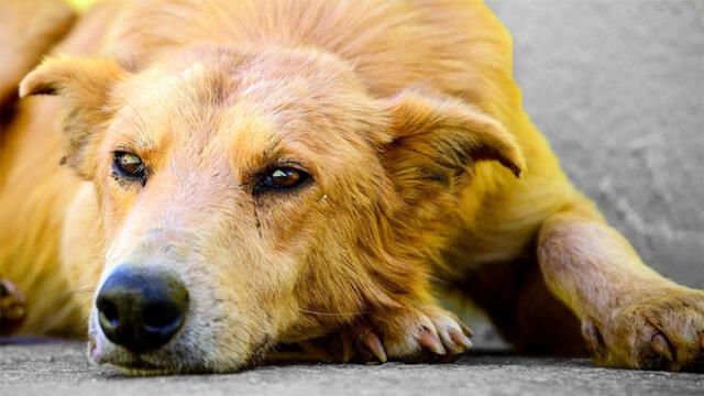 Los Olivos: Envenenan a perros para desmantelar vivero municipal [VIDEO]