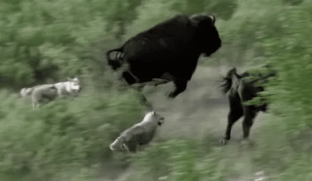 YouTube viral: mamá búfalo defienda a muerte a su cría de hambrienta jauría de lobos [VIDEO]