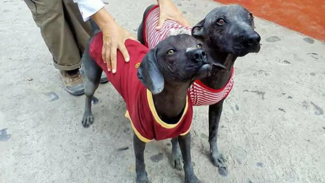 El ‘perro sin pelo’, la historia de cómo se convirtieron en patrimonio cultural 