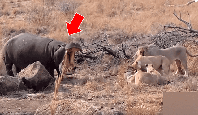 Enorme hipopótamo se enfrenta a voraces leones por su ‘presa’ y todo acaba de forma inesperada [VIDEO] 