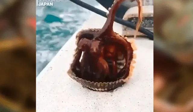 Facebook viral: pescador atrapa almeja, pero extraña criatura sale de su interior y lo sorprende por su apariencia