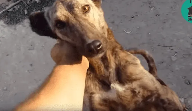 Desliza para ver el nuevo aspecto de este perro callejero que conquistó a YouTube. Foto: Captura.