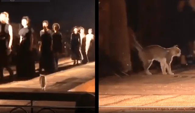 YouTube viral: gato sube a prestigiosa pasarela, desfila y orina a espectadora [VIDEO]