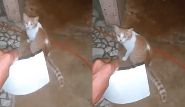 Vía Facebook: gato sorprende al "hablar" y este clip causa sensación en la red [VIDEO]
