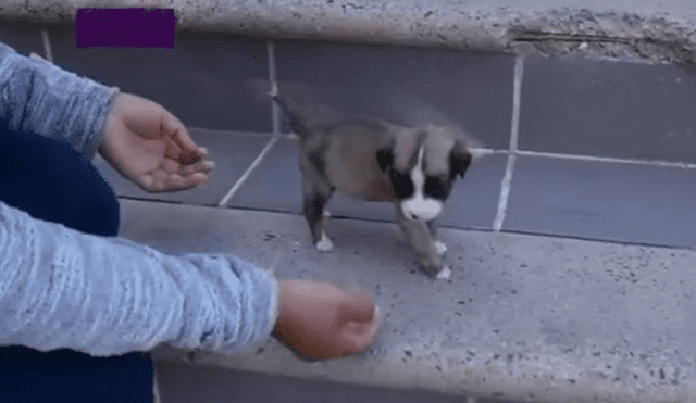 YouTube: Niña abandona a su perro porque sus padres dijeron que no es “original” [VIDEO]