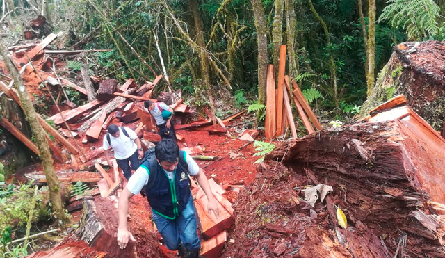 Chachapoyas: Ministerio Público frustró el tráfico ilegal de madera