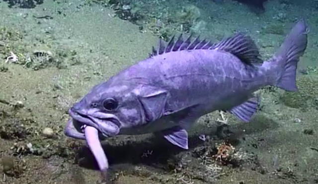 El impactante hecho sucedió en la costa de Carolina del Norte. Foto: Captura/Facebook/NOAA Office of Ocean Exploration and Research