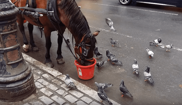 YouTube: ‘palomas invasoras’ le quitan su comida a caballo y este reacciona así 