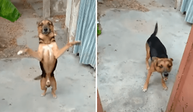 Desliza las imágenes para conocer la emotiva acción de un perro cuando su dueño regresa a casa.
