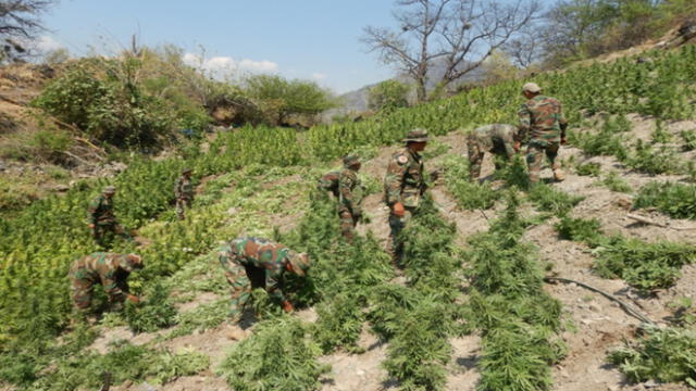 Se encontró 5 parcelas de marihuana, listas para ser cosechadas, en inmediaciones del centro poblado Rosas Pampa, en Ayacucho. (Foto: Sinchis de Mazamari)