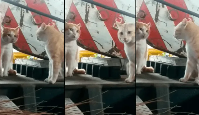 YouTube viral: gato piensa que está frente a un espejo, pero se lleva una tremenda sorpresa