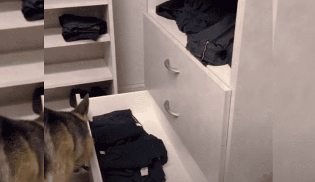 Video es viral en YouTube. Mujer grabó cómo su perro le ayuda a lavar y ordenar la ropa de algunos integrantes de la familia.