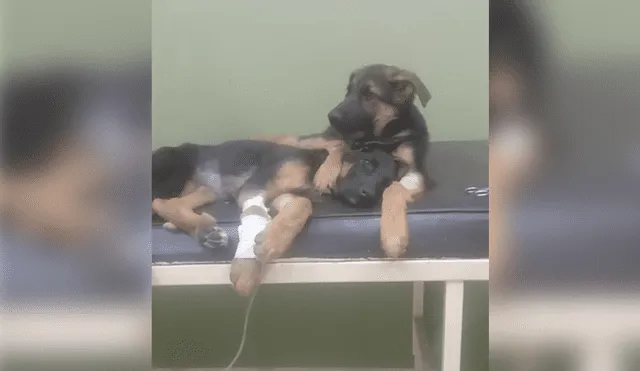 Vía Facebook: perro se aferra a su hermana enferma y video genera conmoción