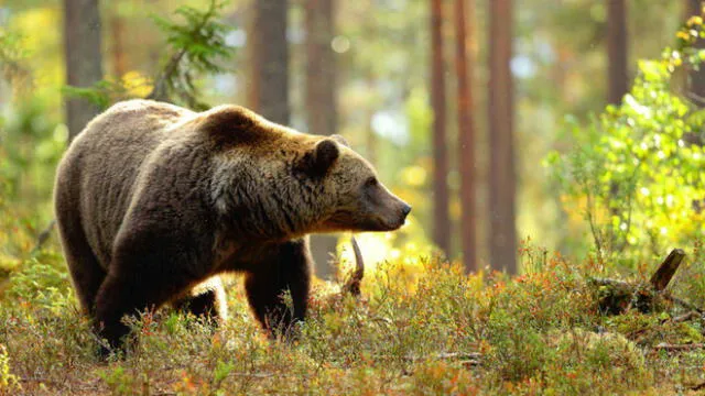 Tremendo e impactante es el video que muestra el momento en que un oso ataca a su domador, en un circo ruso. Foto: Difusión.