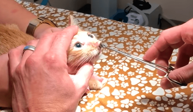 YouTube viral: joven lleva a su gato al veterinario y le extraen enorme parásito que vivía en su nariz