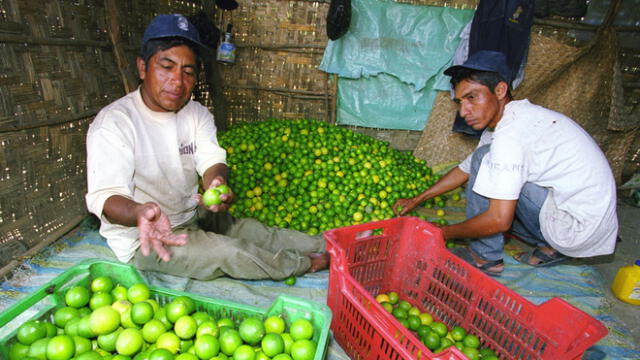 Precio del limón subió en casi S/ 1,00 debido a una escasez por temporada 