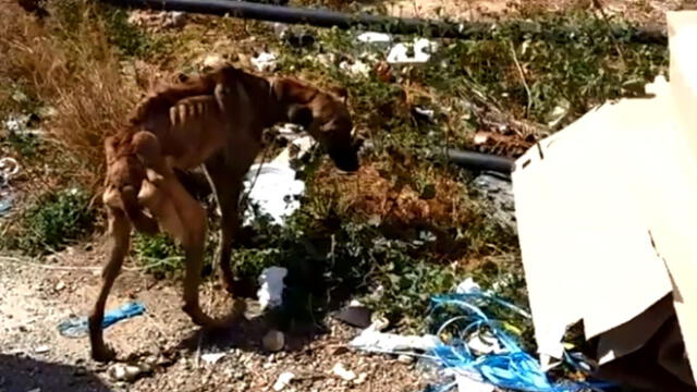Facebook viral: rescató a un perro al borde de la muerte y todo terminó en felicidad