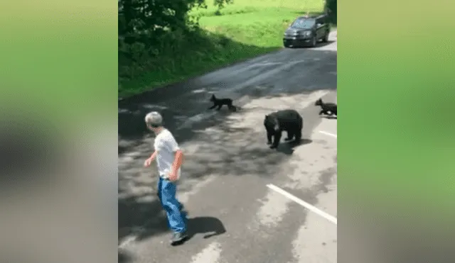 Hombre se acerca a osos bebés, llega su madre y lo pone en su sitio [VIDEO] 