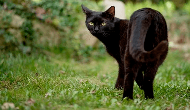 Los gatos negros son convertirlos en pastas para la cura del coronavirus.