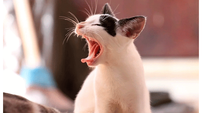 El felino mostraba comportamientos agresivos antes de su muerte. Foto: Pixabay.