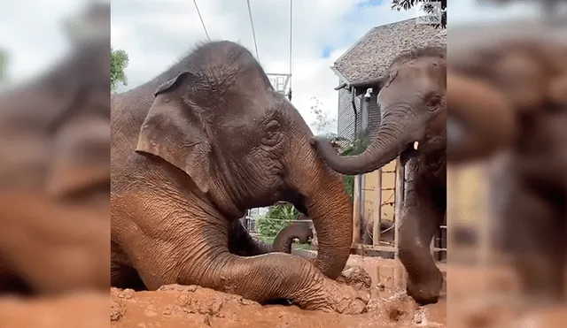En YouTube, una mamá elefante fue captada en el preciso momento que protagonizó junto a su cría.