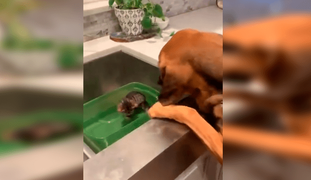 En YouTube, un perro se emocionó al conocer su ‘nuevo amigo’ que adoptó su dueño en un albergue.