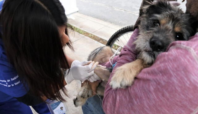 Los canes llevados a vacunarse no deben presentar fiebre ni tener menos de tres meses de vida. Foto: Municipalidad de Lima