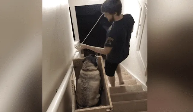 Una mujer decidió construir un salvaescalera para que sus perros puedan transportarse con facilidad. Foto: YouTube