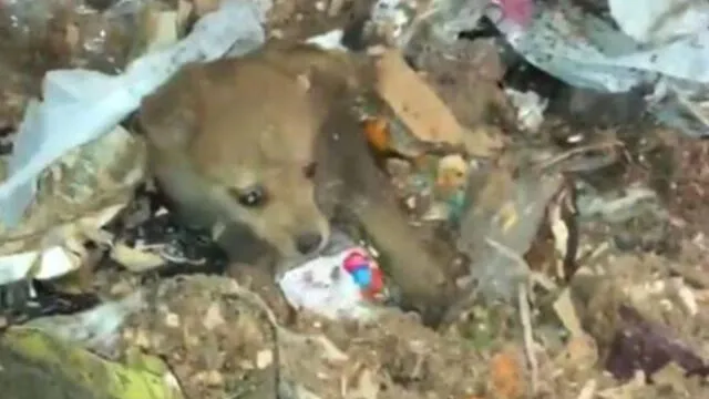 Facebook: el emotivo rescate de un perro que fue encontrado dentro de camión de basura