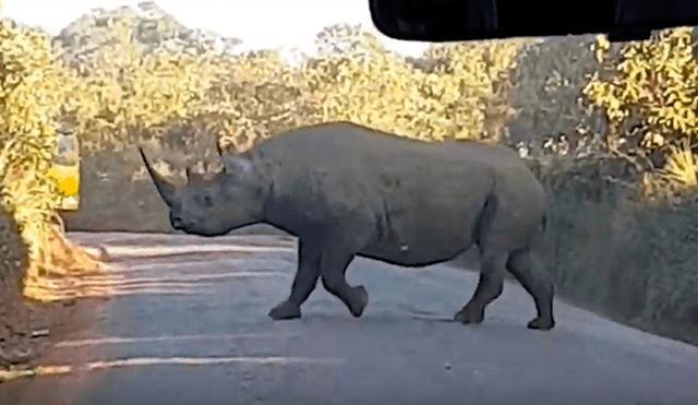 El rinoceronte tuvo una temible reacción al ver que el auto se acercaba hacia su ubicación. Foto: captura